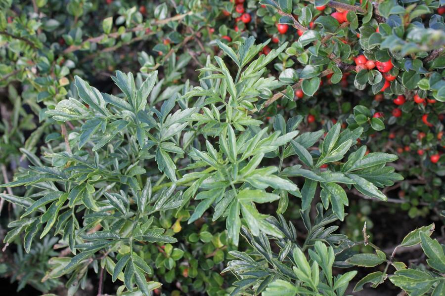 Bez černý 'Laciniata' - Sambucus nigra 'Laciniata'