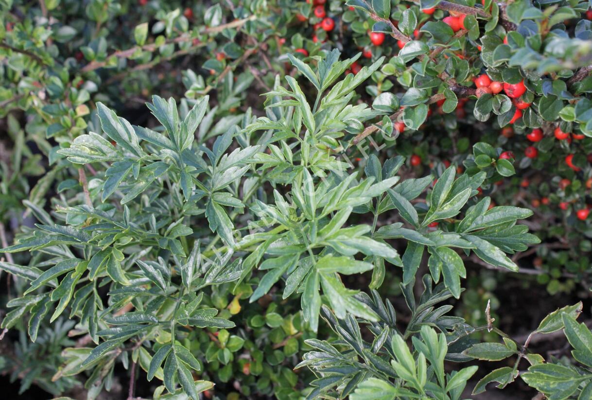 Bez černý 'Laciniata' - Sambucus nigra 'Laciniata'