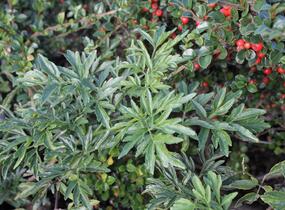 Bez černý 'Laciniata' - Sambucus nigra 'Laciniata'
