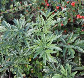 Bez černý 'Laciniata' - Sambucus nigra 'Laciniata'