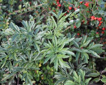 Bez černý 'Laciniata'