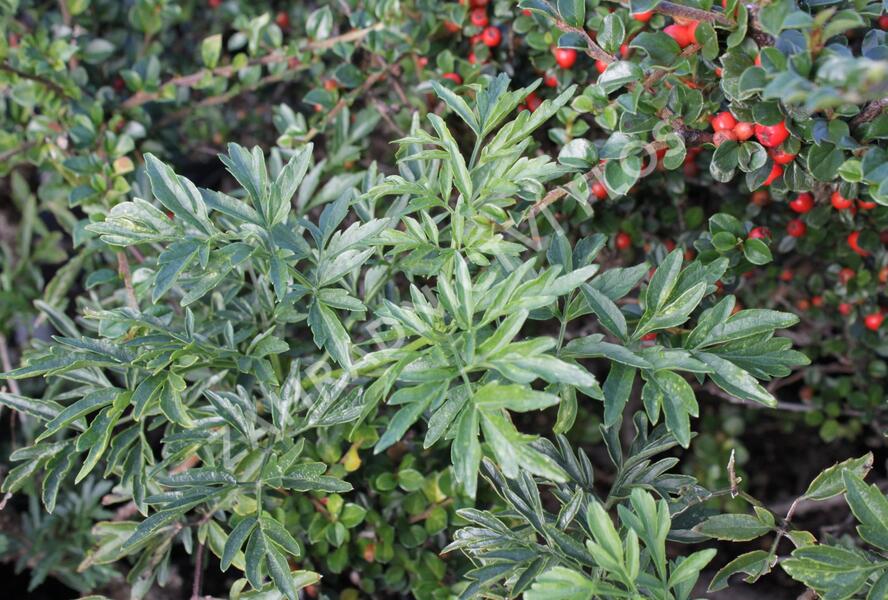 Bez černý 'Laciniata' - Sambucus nigra 'Laciniata'