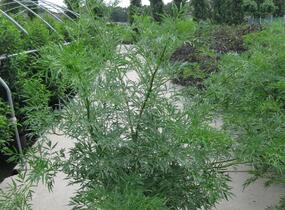 Bez černý 'Laciniata' - Sambucus nigra 'Laciniata'