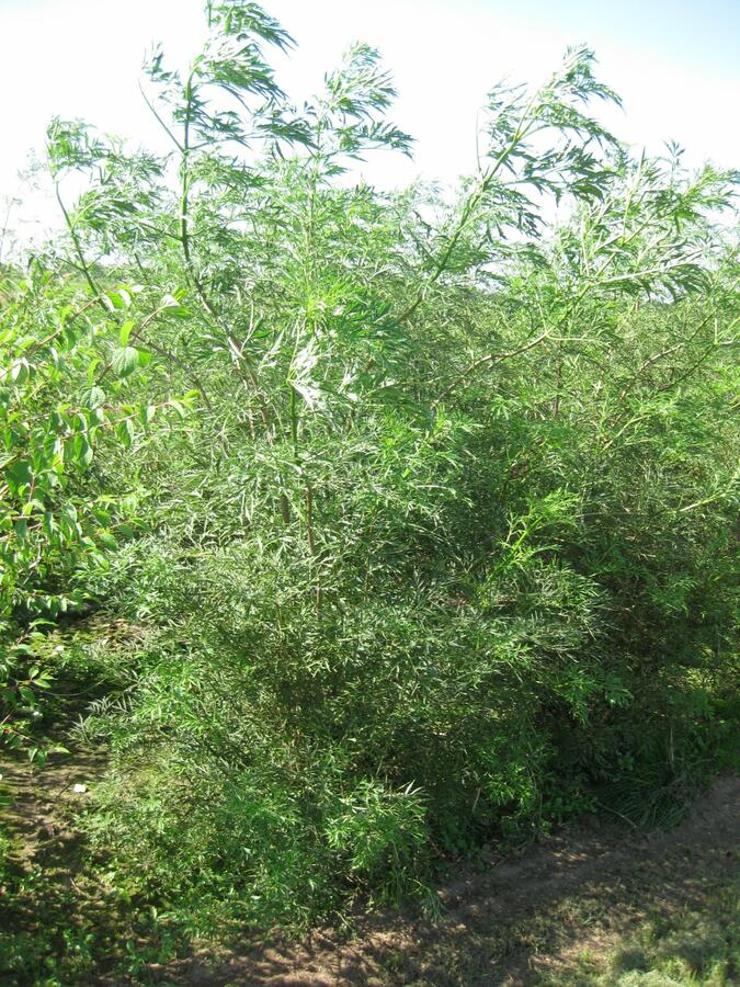 Bez černý 'Laciniata' - Sambucus nigra 'Laciniata'