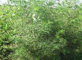 Bez černý 'Laciniata' - Sambucus nigra 'Laciniata'