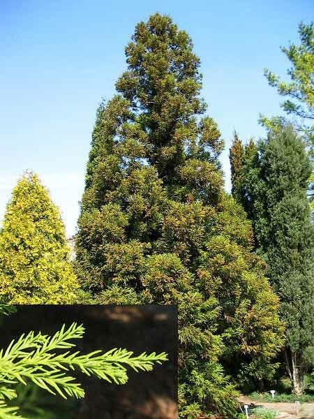 Kryptomérie japonská - Cryptomeria japonica