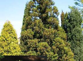 Kryptomérie japonská - Cryptomeria japonica