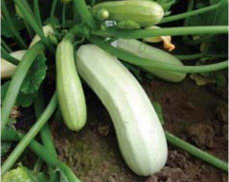 Cuketa 'Kveta' - Cucurbita pepo 'Kveta'