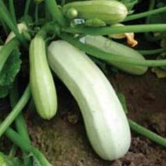 Cuketa 'Kveta' - Cucurbita pepo 'Kveta'