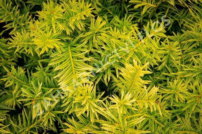 Tis prostřední 'Tymon' - Taxus media 'Tymon'
