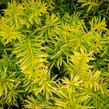 Tis prostřední 'Tymon' - Taxus media 'Tymon'