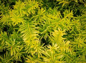Tis prostřední 'Tymon' - Taxus media 'Tymon'