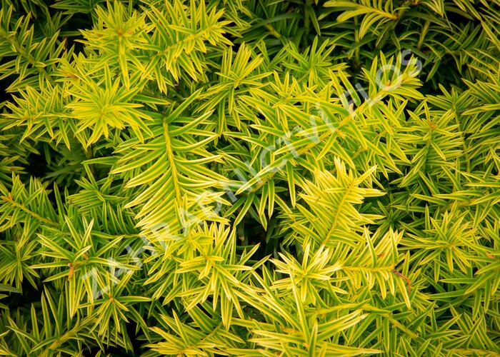 Tis prostřední 'Tymon' - Taxus media 'Tymon'
