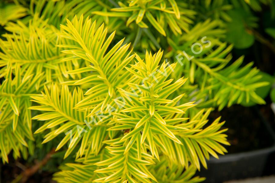 Tis prostřední 'Tymon' - Taxus media 'Tymon'