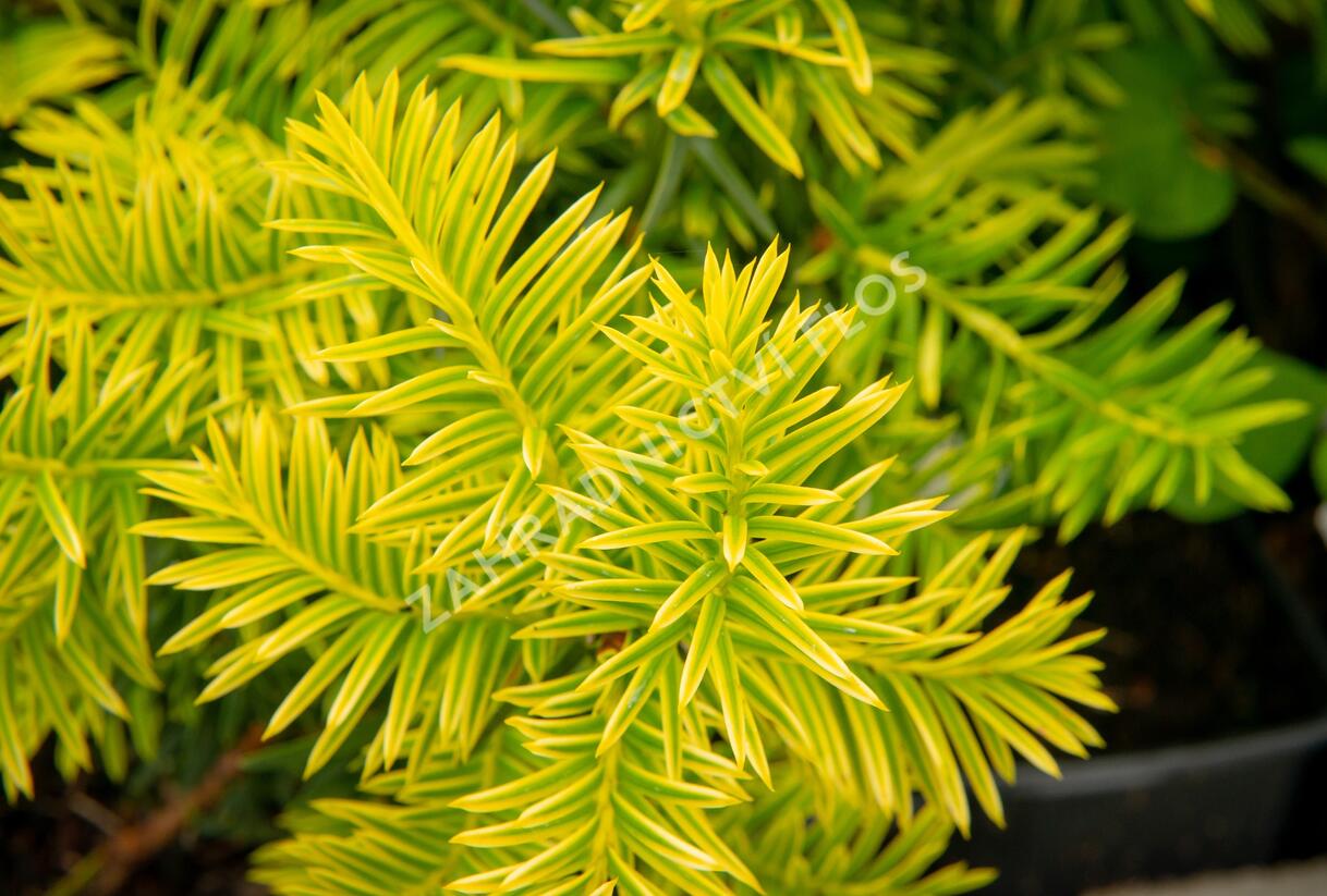 Tis prostřední 'Tymon' - Taxus media 'Tymon'