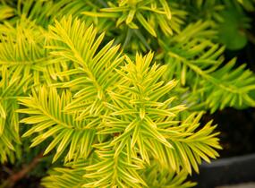 Tis prostřední 'Tymon' - Taxus media 'Tymon'