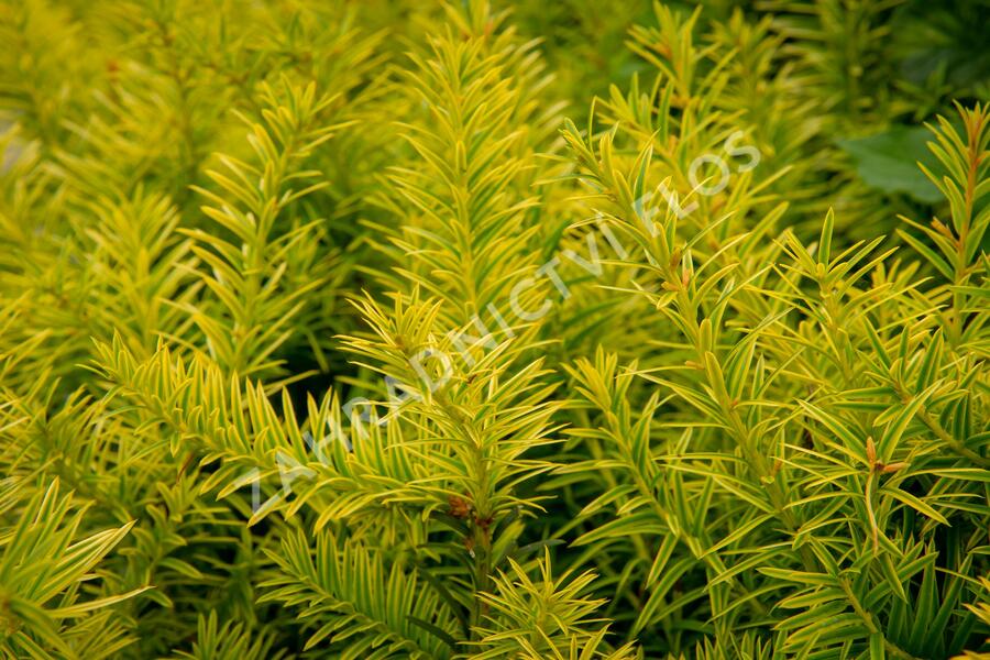 Tis prostřední 'Tymon' - Taxus media 'Tymon'