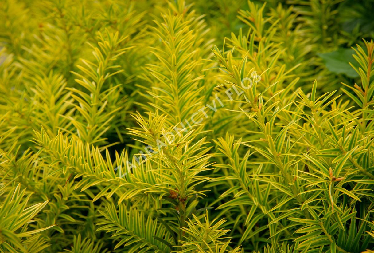 Tis prostřední 'Tymon' - Taxus media 'Tymon'