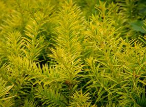 Tis prostřední 'Tymon' - Taxus media 'Tymon'