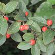 Skalník Franchetův - Cotoneaster franchetii