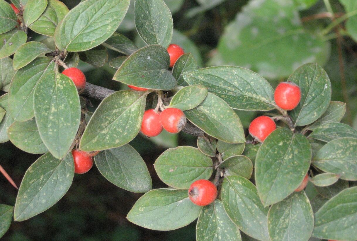 Skalník Franchetův - Cotoneaster franchetii