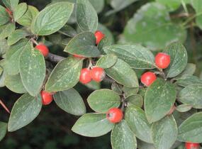 Skalník Franchetův - Cotoneaster franchetii