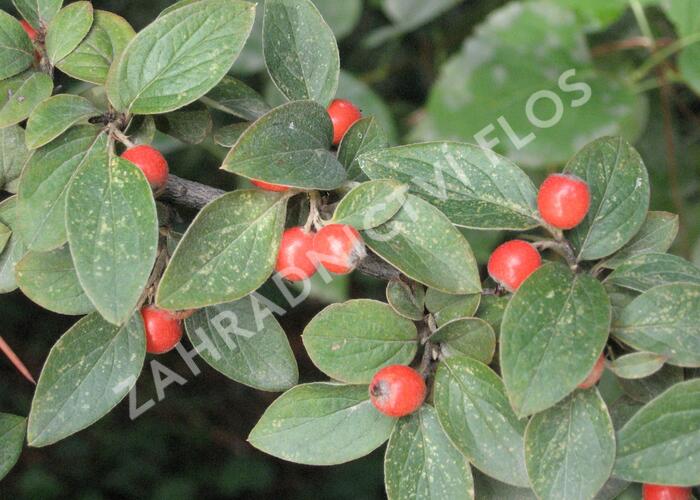 Skalník Franchetův - Cotoneaster franchetii