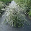 Skalník Franchetův - Cotoneaster franchetii