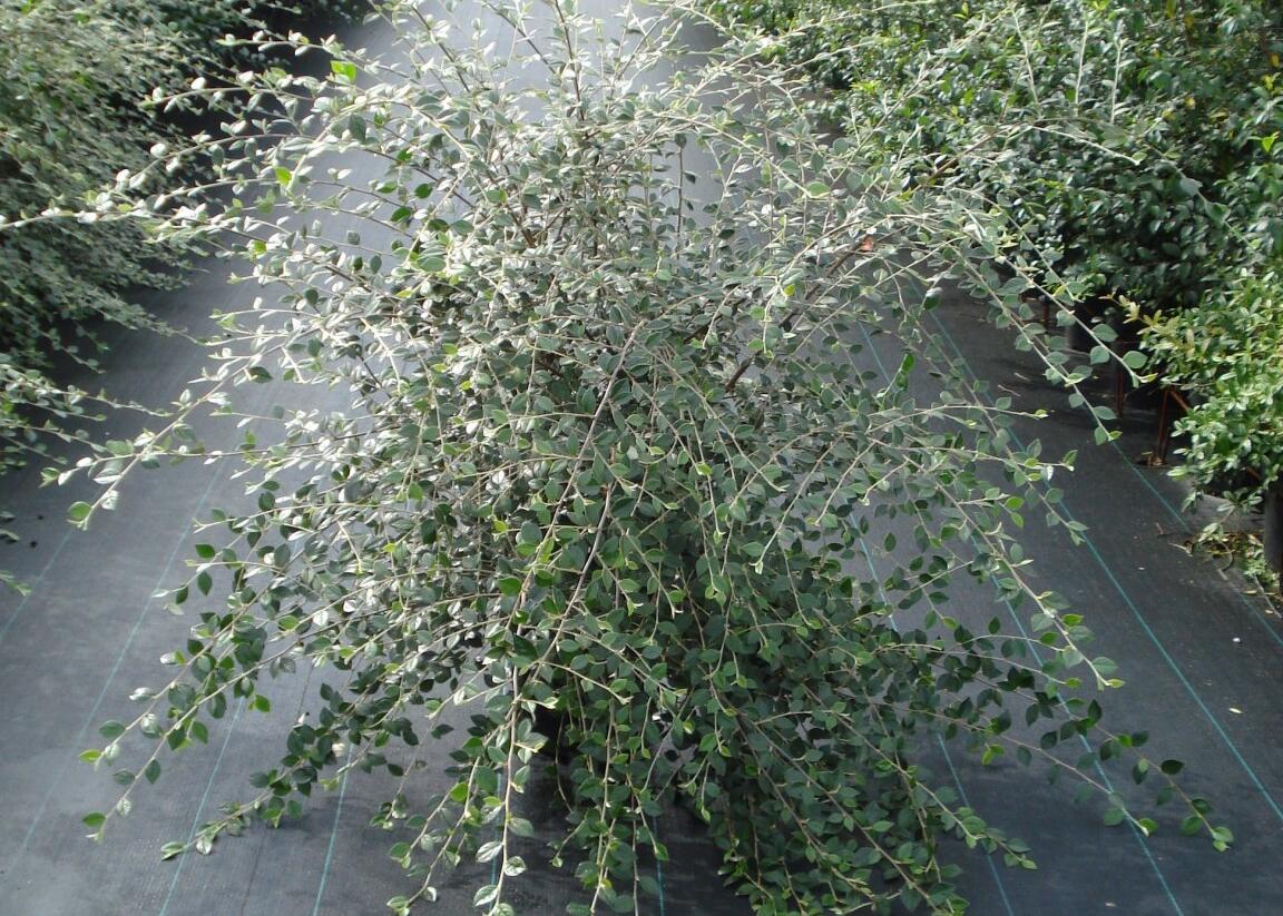 Skalník Franchetův - Cotoneaster franchetii