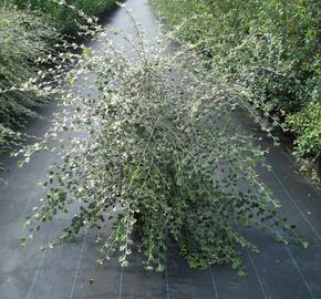 Skalník Franchetův - Cotoneaster franchetii