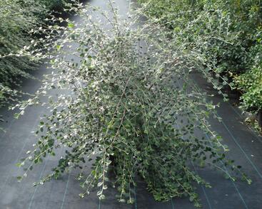 Skalník Franchetův