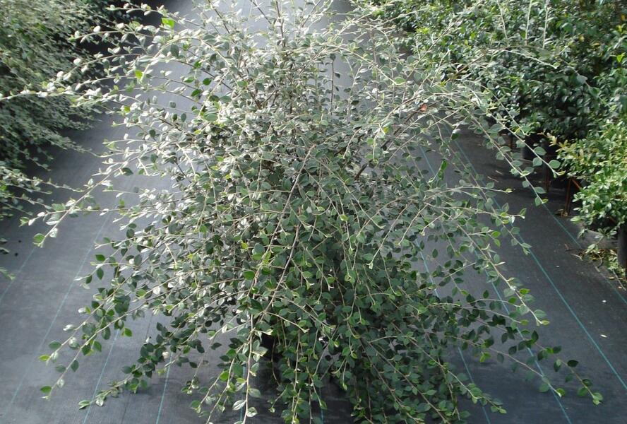 Skalník Franchetův - Cotoneaster franchetii