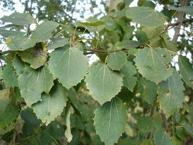 Topol osika - Populus tremula