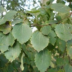 Topol osika - Populus tremula