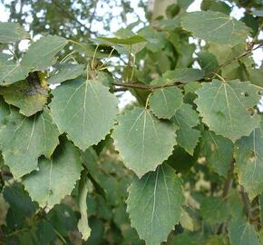 Topol osika - Populus tremula