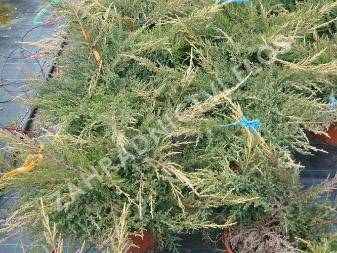 Jalovec prostřední 'Gold Star' - Juniperus media 'Gold Star'