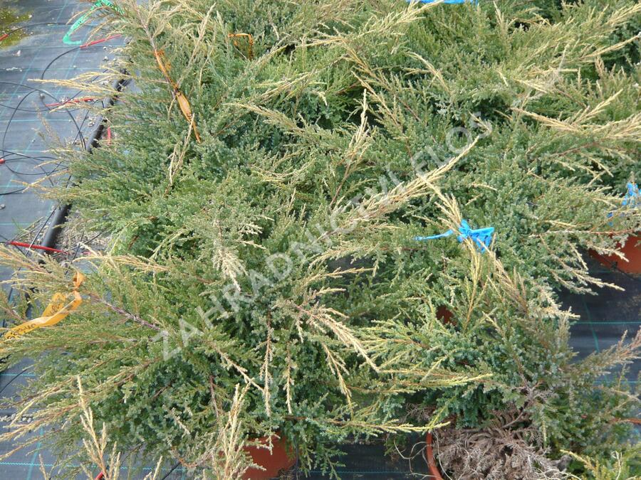 Jalovec prostřední 'Gold Star' - Juniperus media 'Gold Star'