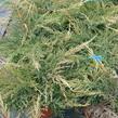 Jalovec prostřední 'Gold Star' - Juniperus media 'Gold Star'