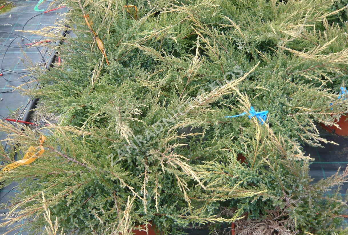Jalovec prostřední 'Gold Star' - Juniperus media 'Gold Star'