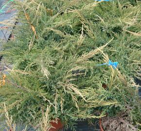 Jalovec prostřední 'Gold Star' - Juniperus media 'Gold Star'