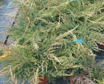 Jalovec prostřední 'Gold Star'