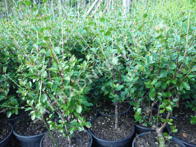 Skalník rozkladitý - Cotoneaster divaricatus