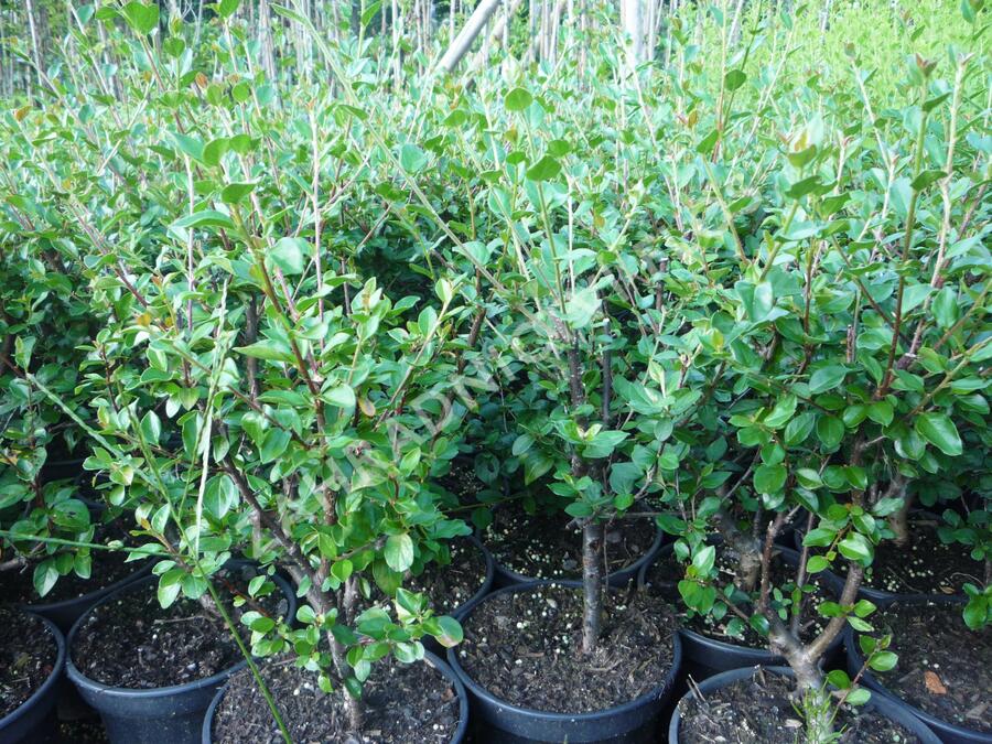 Skalník rozkladitý - Cotoneaster divaricatus