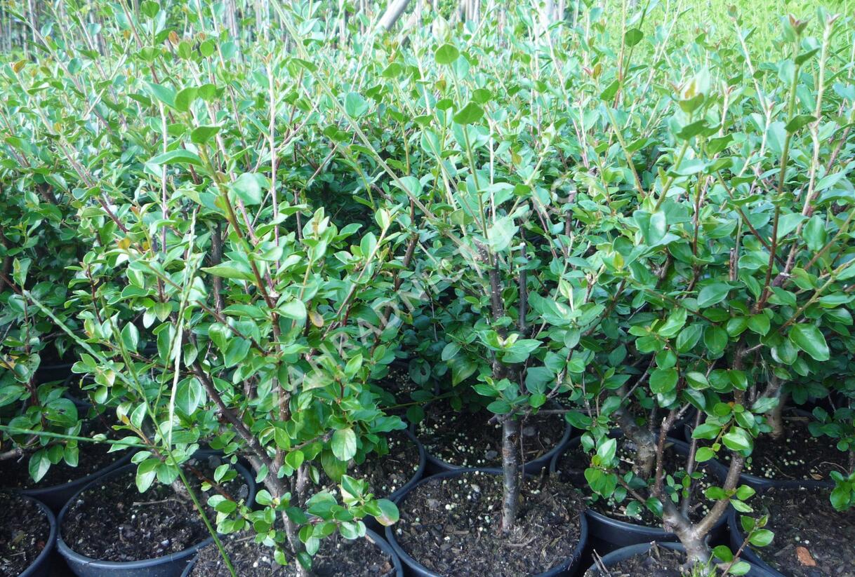 Skalník rozkladitý - Cotoneaster divaricatus
