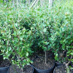 Skalník rozkladitý - Cotoneaster divaricatus