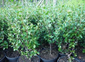 Skalník rozkladitý - Cotoneaster divaricatus
