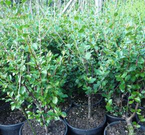 Skalník rozkladitý - Cotoneaster divaricatus