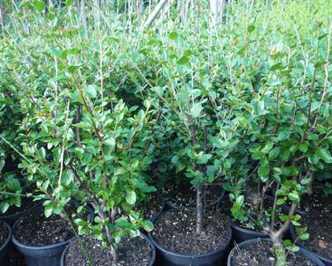 Skalník rozkladitý