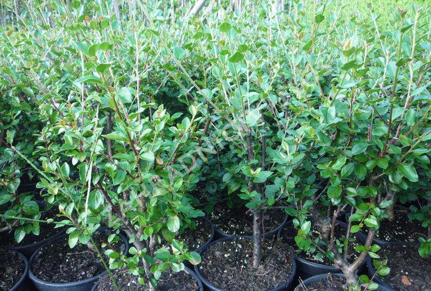 Skalník rozkladitý - Cotoneaster divaricatus