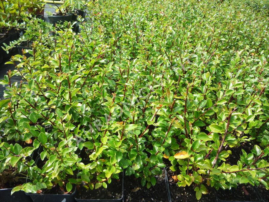 Skalník rozkladitý - Cotoneaster divaricatus